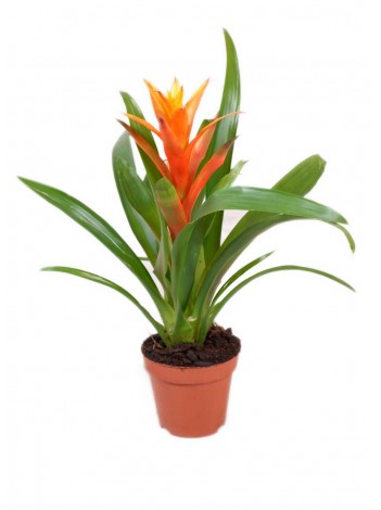 Guzmania