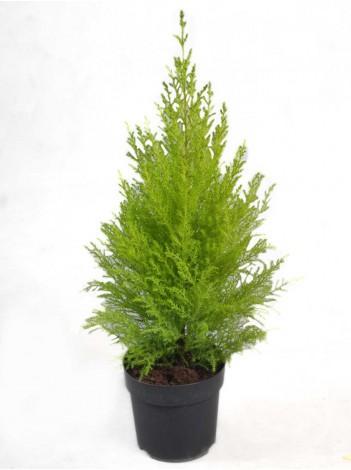 Mediterranean Cypress